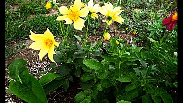 Сад на ладошке.