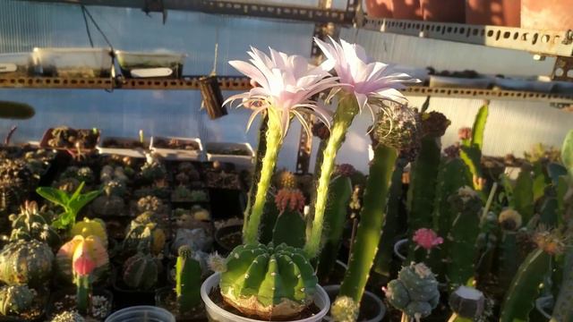 ECHINOPSIS SUBDENUDATA Pink Flowers