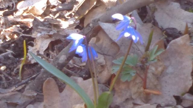 цветы подснежники смотреть онлайн