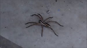 Try and Touch a 3" Wolf Spider. See what happens !!