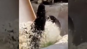 СМЕШНЫЕ ПАНДЫ! ЗАБАВНАЯ ПАНДА НЕПОСЕДА ! СМЕШНЫЕ ЖИВОТНЫЕ ?❤️ #shorts #смешныеживотные