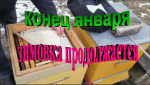 Состояние пчелосемей на конец января. Огромные перепады температур.