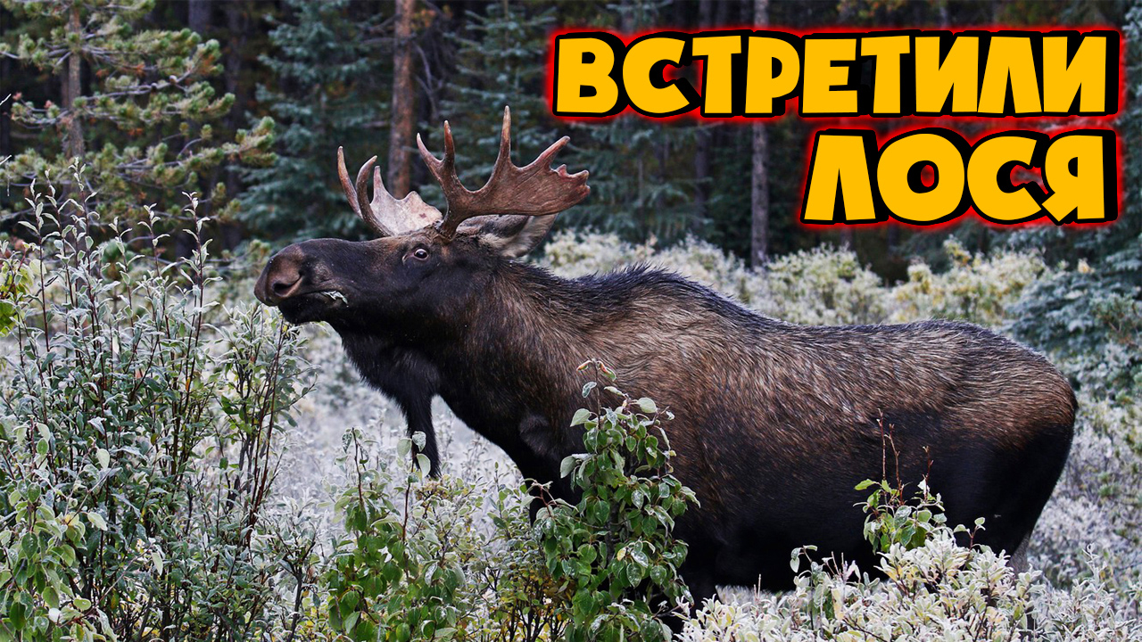 дикий лось блоггер. дикий лось арамиль. 23 февраля с лосем. дикий лось. дикий лось дикий лось.