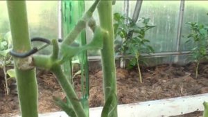 ПЭТ лента в теплице. Великолепно!