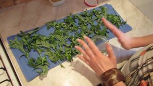 Как заготовить мяту на зиму