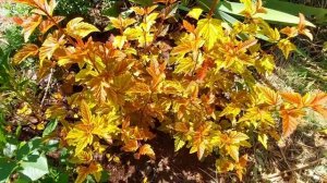 Пузыреплодник калинолистный  Диабло ДиОр. Красивые кустарники.