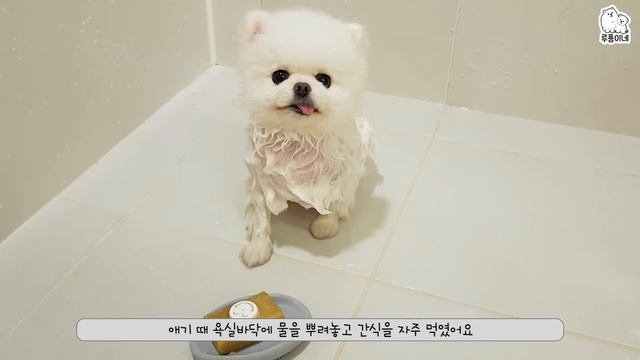 [Q&A] 루디와 퐁키 궁금증의 모든것 / 루퐁이 미공개 영상 대방출!