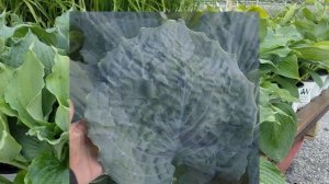 Best Perennials - Hosta Shadowland® 'Diamond Lake'