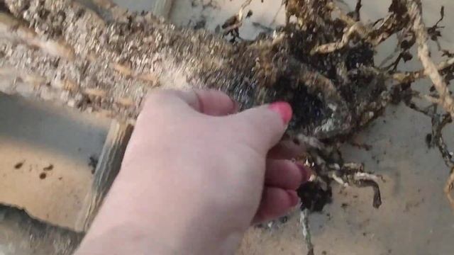 Кактус - пересадка голландского цереуса!!!! смотреть онлайн