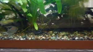 Мифы интернета.Скрытный сом Агамикс.