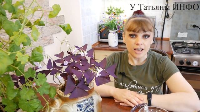 После такой подкормки КОМНАТНЫЕ РАСТЕНИЯ растут как на дрожжах! смотреть онлайн