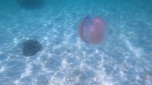 Медузы на о. Ко Липе, Тайланд