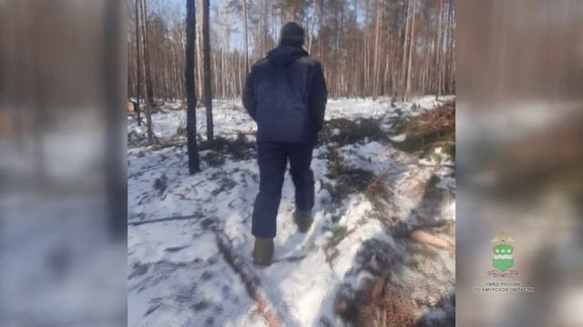 Начальник одного из лесхозов области обвиняется в незаконной рубке деревьев