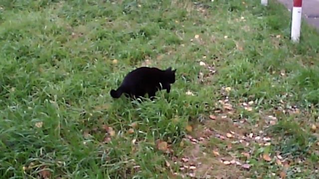 Кыся ловит мышь смотреть онлайн