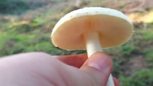 Köy Göçüren, Amanita phalloides, evcikkıran, ölüm meleği