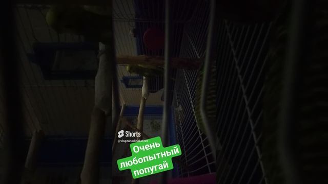 Когда у тебя очень любопытный попугай) #SHORTS
