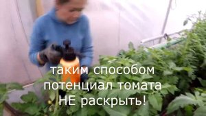 Как лучше опыляется томат. Помидор в теплице. Технология опыления томата