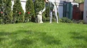 #53 Майя- метис Хаски и Лайки в хорошие руки