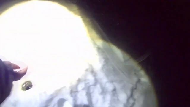 Налим на тюльку не клюёт, ни на креветку БАСТУЕТ что делать? ВЫХОД ЕСТЬ р.Кама