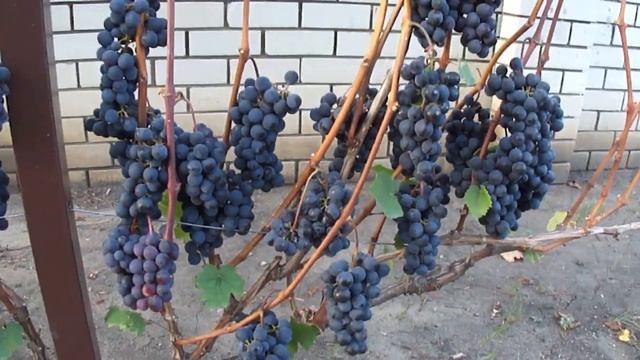 Виноград Фиолетовый ранний Воронежский. 06.09.2018. смотреть онлайн