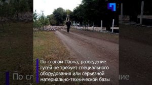 Фермер из Краснодарского края делится советами в гусеводстве