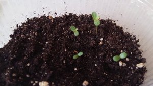 Сеянцы астры китайской Бамбина/23.03.2022г