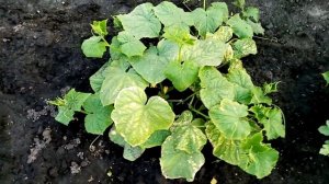 Огурцы "ФЕНИКС". Моё РАЗОЧАРОВАНИЕ.  17 июля 2020г.