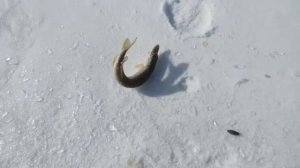 Рыбалка на щуку! Килька, мойва и живец! Щука идёт в бой!