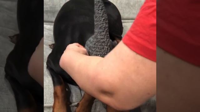 Шапка для собаки смотреть онлайн