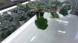 Пересвет и недосвет фиалки. Признаки и причины пересвета и недосвета на фиалки. Как исправить?