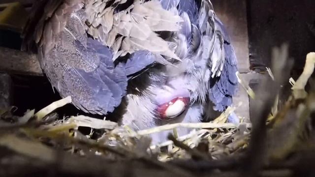 Курочка Феникс снесла яйцо - экоферма "К5" смотреть онлайн