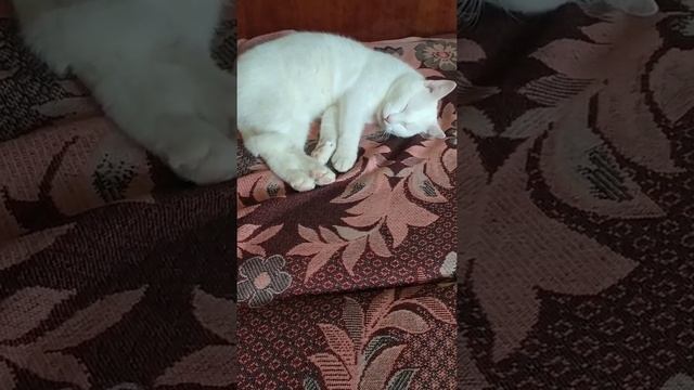 29 мая 2022 г. Котенок Бакс отдыхает. Дневной сон кота Бакс. Котея Бакс спит. Белый котенок Бакс. смотреть онлайн