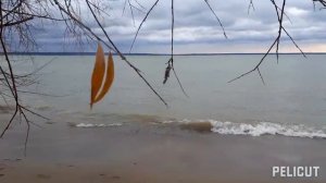 Снова птицы в стаи собираются, ждет их за моря дорога дальняя