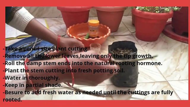 #Rootinghormone #cloningplants 3 Powerfull natural rooting hormones in our home.#cloningplant смотреть онлайн