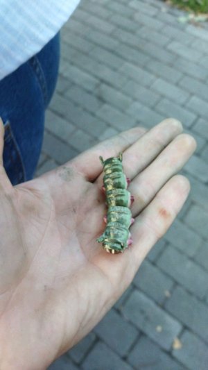 стрим гд без егора