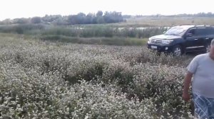 Семена гречихи ДИКУЛЬ