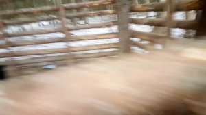 Кабан попал в ловушку.