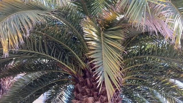 ЛЯГУШКА ПУТЕШЕСТВЕННИЦА живу на два государства смотреть онлайн