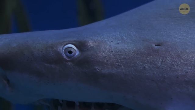 Когда легенды объединились: Встречайте Запрещенного Мега-Рекса! смотреть онлайн