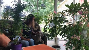 ПЛЮМБАГО ИЛИ СВИНЧАТКА УХОД И ПЕРЕСАДКА 4К