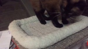 СПАЛИЛСЯ ... =^..^= СИАМСКИЕ КОШКИ