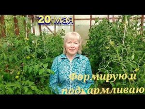 Подкормка томатов,перца, огурцов.Урожая не будет,если это не делать-ФОРМИРОВКА.