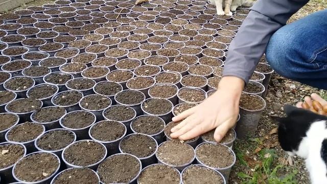 Посадка желудей Дуба черешчатого в стаканчики)276 стаканчиков)??18.10.2020г смотреть онлайн