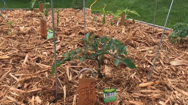Spring Garden Tour 2019 🍅🥬🌶 Why do I mulch my garden bed? | ORGANIC GARDENING 🌱 | смотреть онлайн