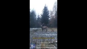 Волки напали на оленя.