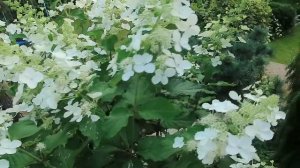 ГОРТЕНЗИЯ МЕТЕЛЬЧАТАЯ — WHITE LADY- самая элегантная из гортензий