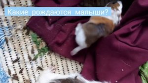 Роды морской свинки??