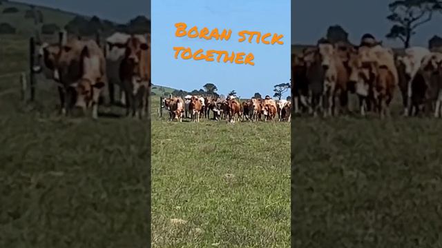 Benefits of cattle sticking together aka having great herd Instinct.