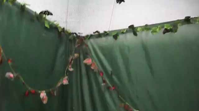 Живой сад тропических бабочек.AVI смотреть онлайн