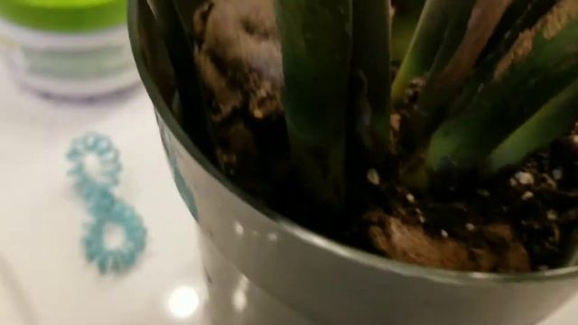 как пересадить денежное дерево смотреть онлайн